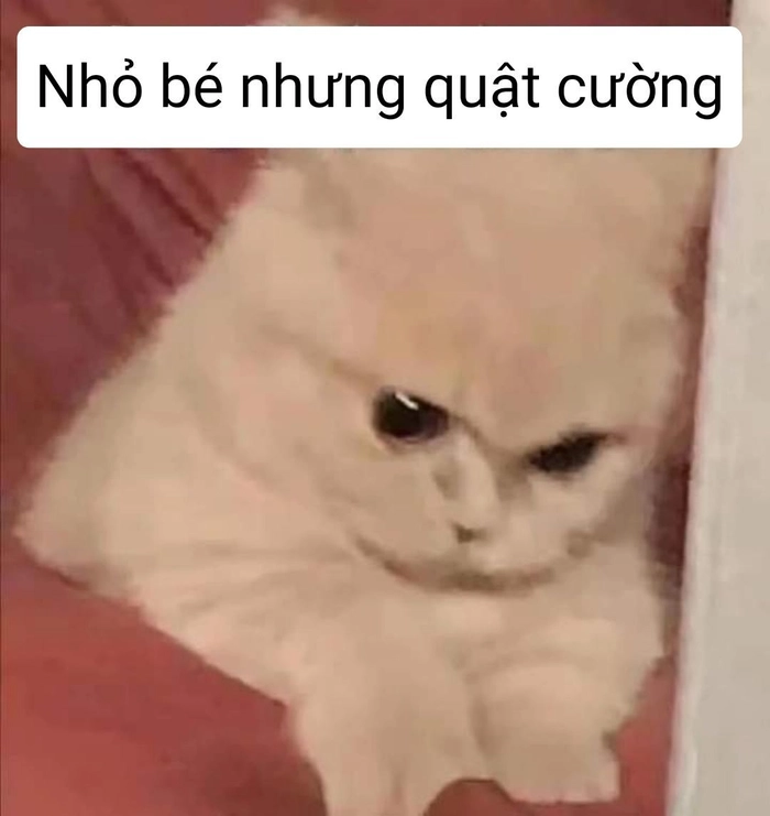 Meme con mèo giận dỗi nhưng vẫn cute
