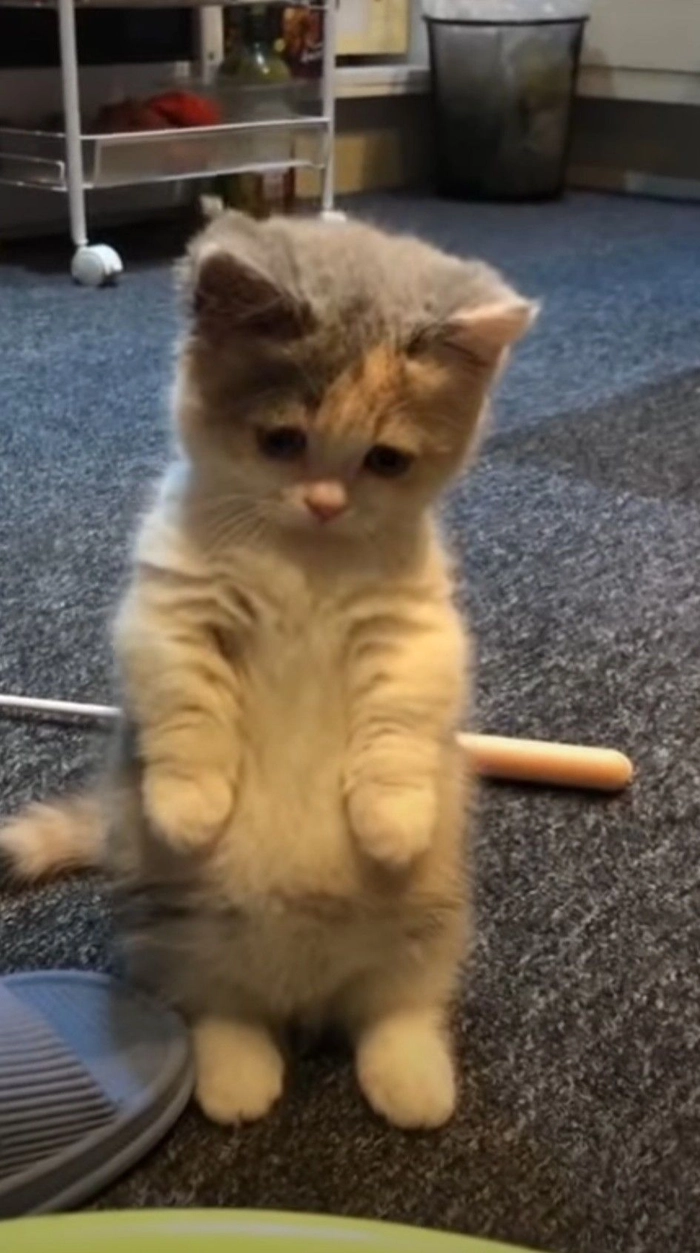 Meme con mèo mệt mỏi cho khoảnh khắc im lặng