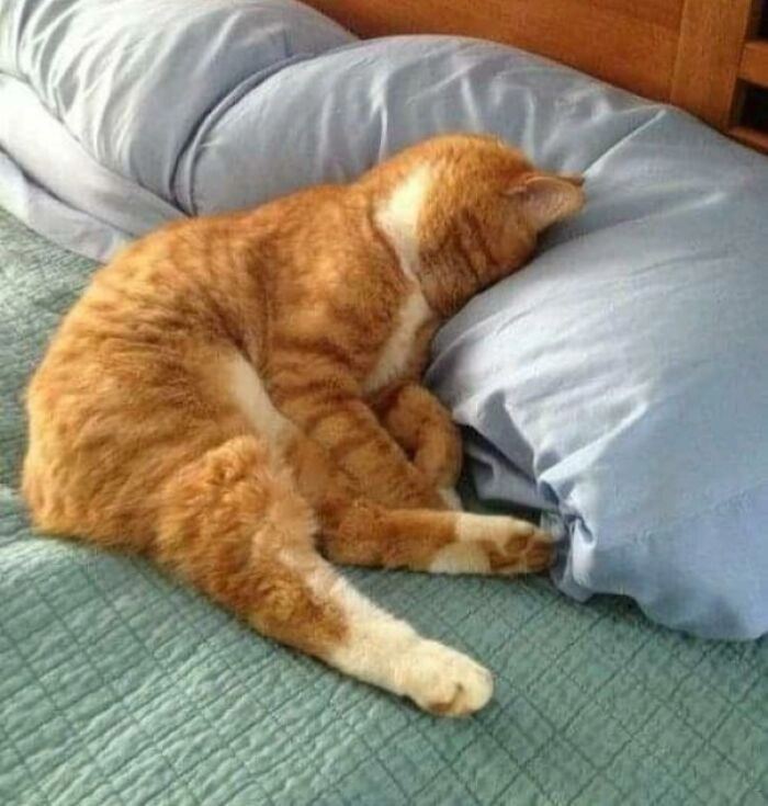 Meme con mèo mệt mỏi mang nét uể oải