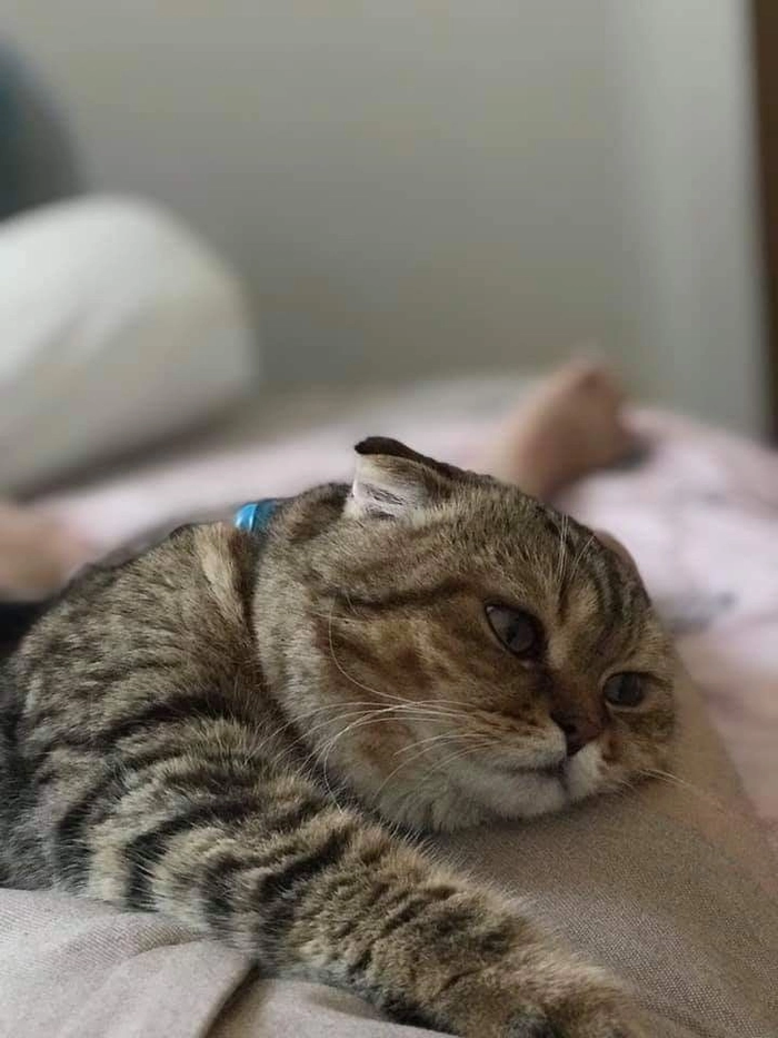 Meme con mèo mệt mỏi nằm im không nói