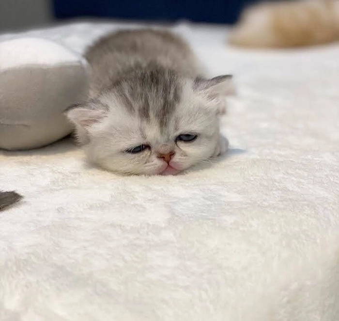 Meme con mèo mệt mỏi rất đời thường