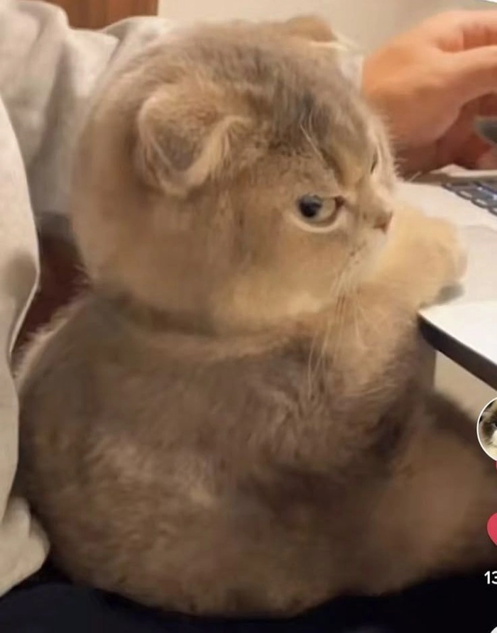 Meme con mèo quạo với ánh mắt lạnh