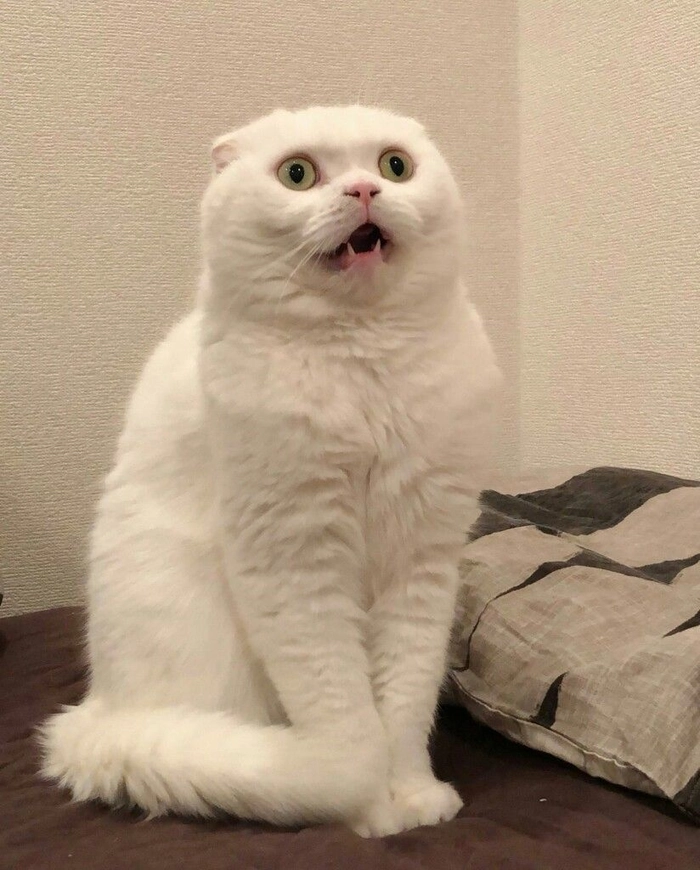 Meme con mèo sốc hài hước