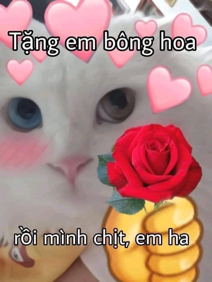 Meme con mèo tặng hoa nhìn là muốn mỉm cười
