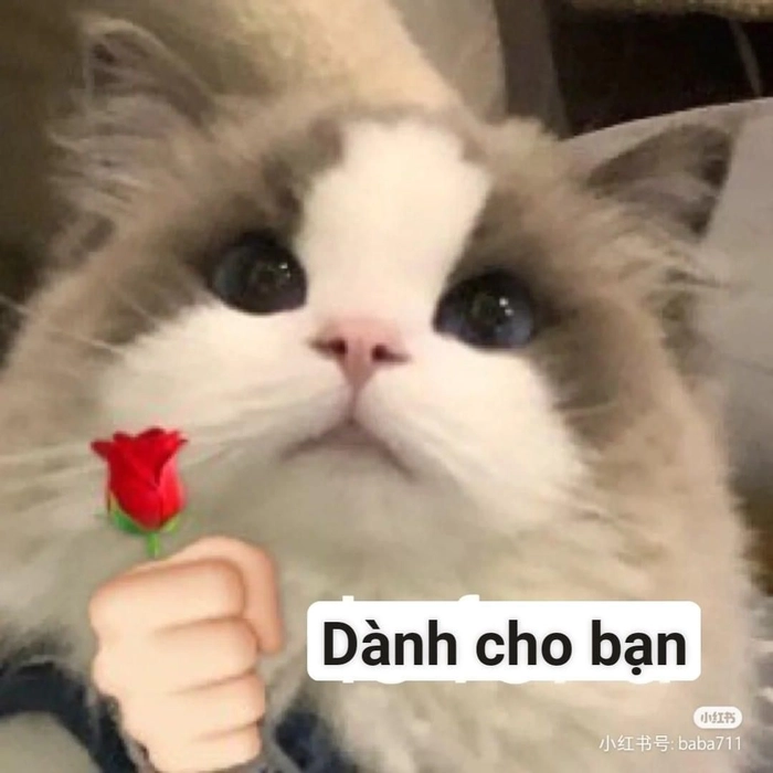 Meme con mèo tặng hoa theo cách rất hiền
