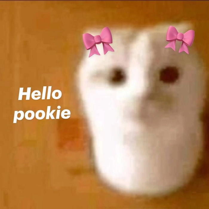 Meme con mèo xin chào nhìn rất gần gũi