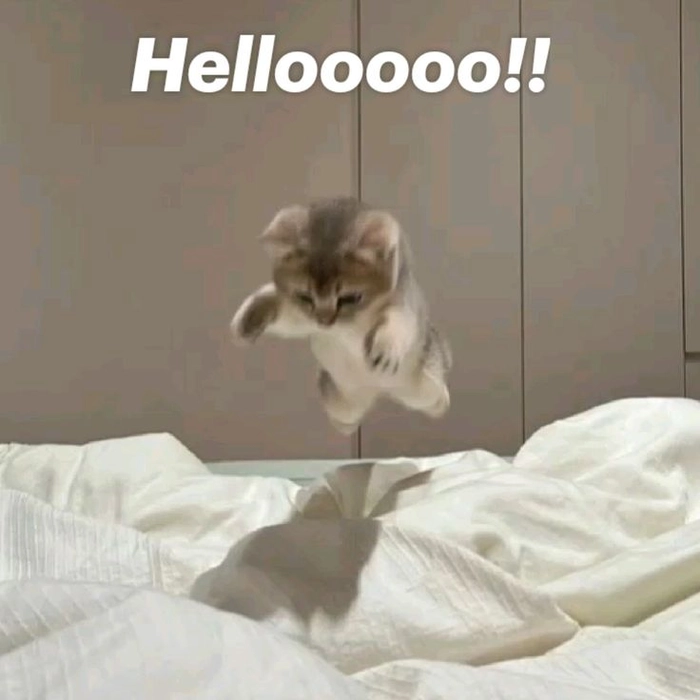 Meme con mèo xin chào rất dễ thương