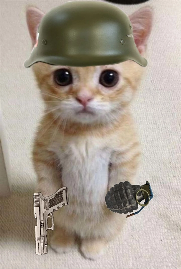 Meme mèo bắn súng cho phản ứng dứt điểm