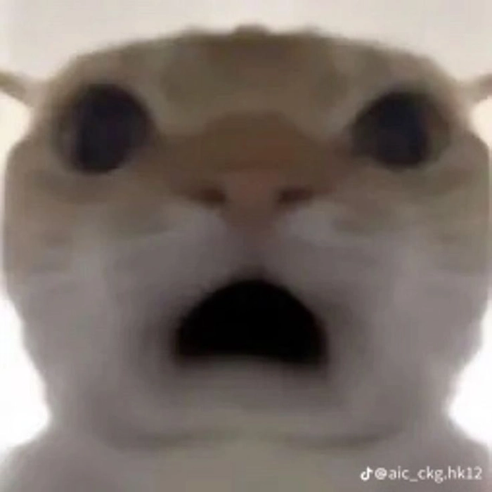 Meme mèo bất ngờ biểu cảm khó đỡ