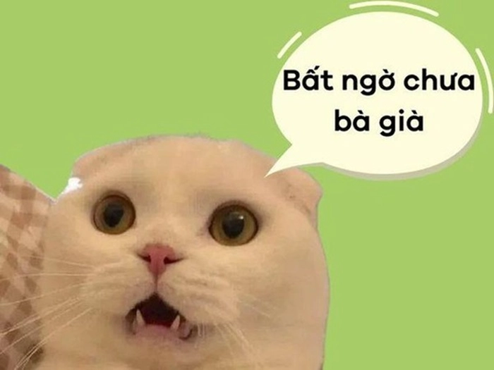 Meme mèo bất ngờ khiến người xem bật cười