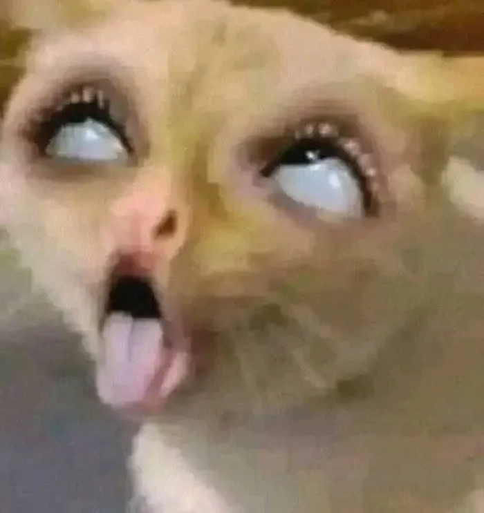 Meme mèo bị ốm nhìn mà không nhịn được cười