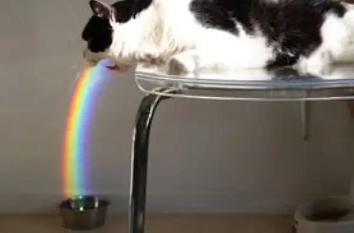 Meme mèo bị ốm nhưng vẫn rất dễ thương