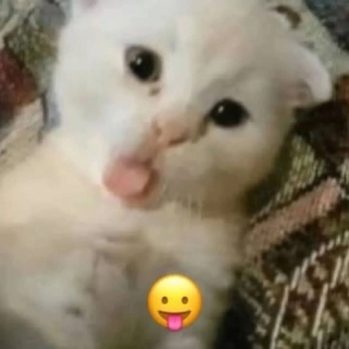 Meme mèo bị ốm với gương mặt vừa tội vừa buồn cười