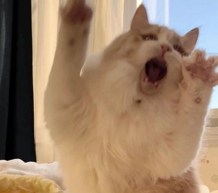 Meme mèo bị sốc trước tình huống bất ngờ