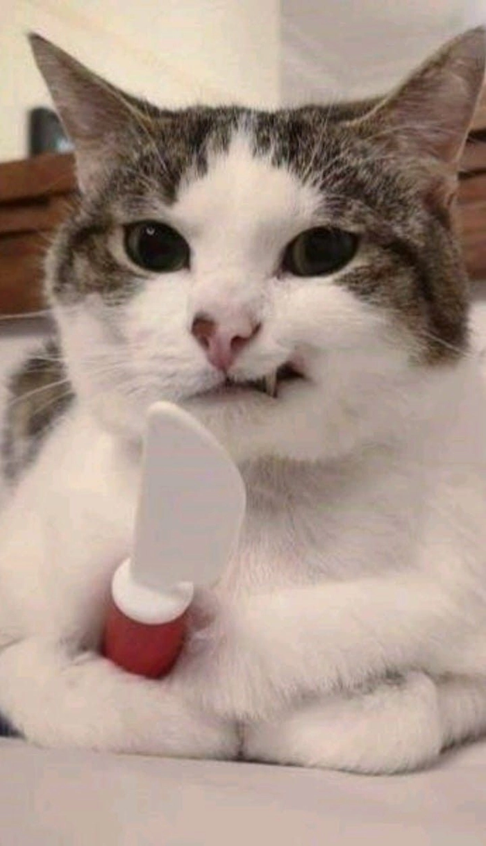 Meme mèo bựa cầm dao nhìn là không quên