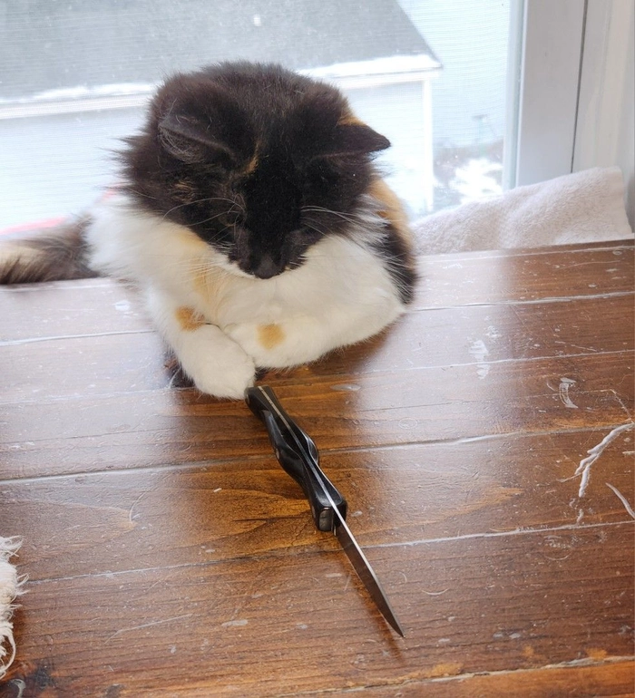 Meme mèo bựa cầm dao phong cách giải trí