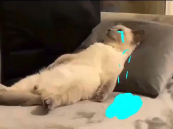 Meme mèo buồn bã cho ngày không nhiều cảm xúc