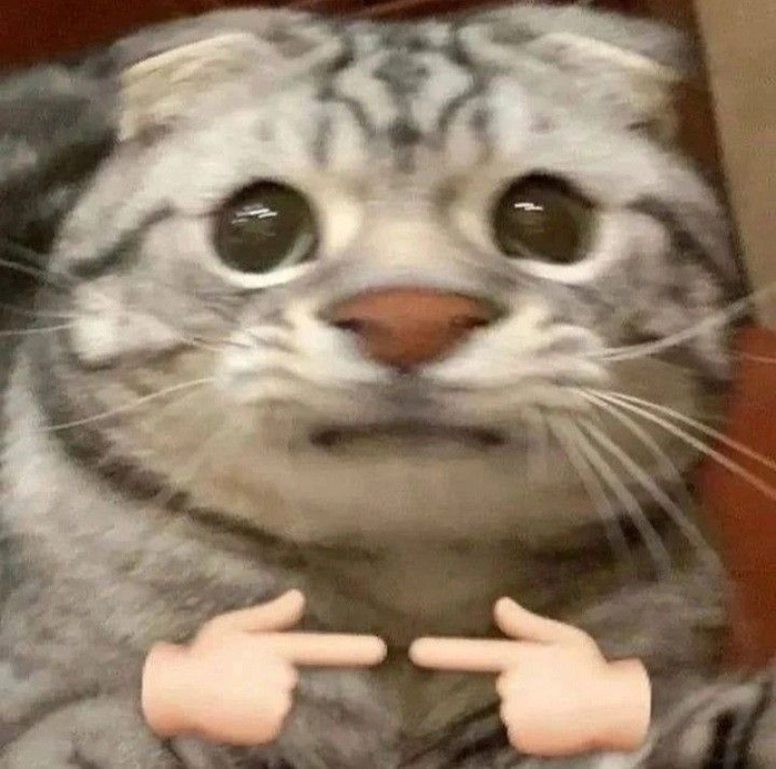 Meme mèo buồn bã nhưng không bi lụy