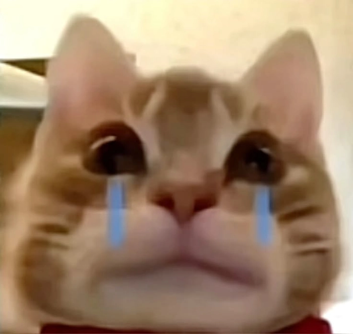 Meme mèo buồn khóc nhìn là thấy đồng cảm