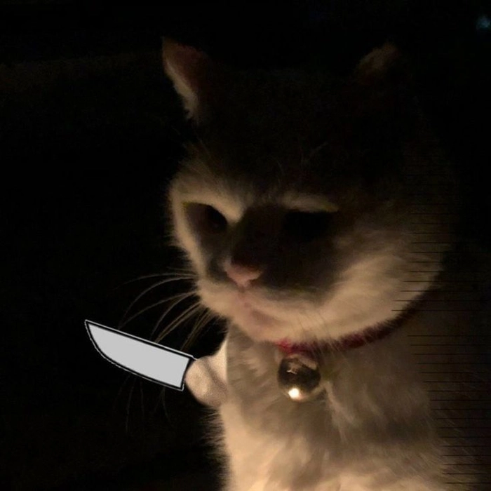 Meme mèo cầm dao cute nhưng đầy sát khí