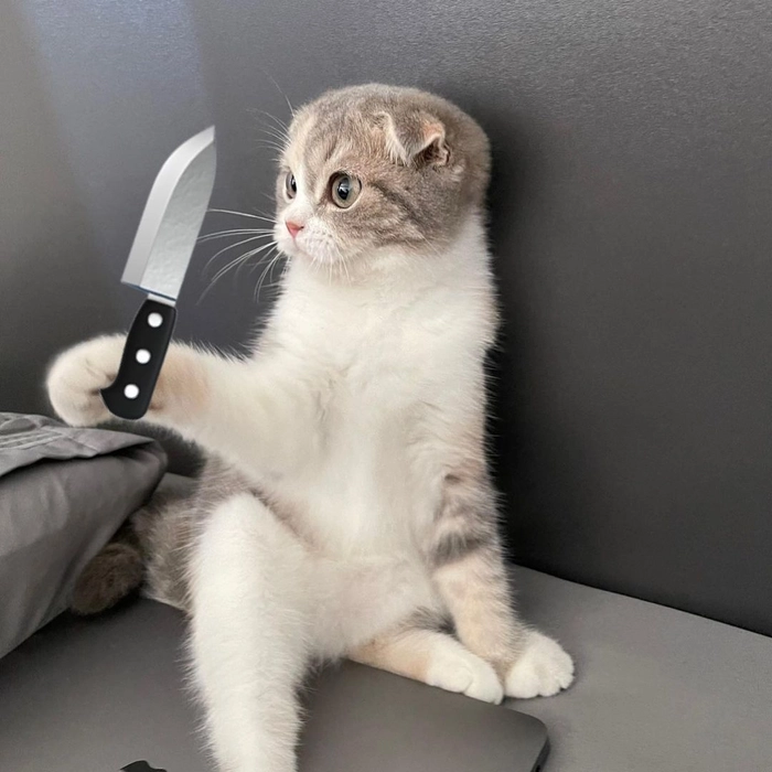 Meme mèo cầm dao cute nhưng không hiền