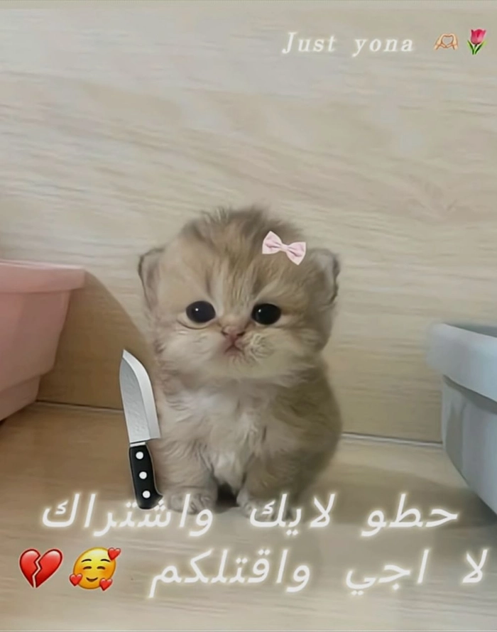 Meme mèo cầm dao kề cổ mang nét cường điệu