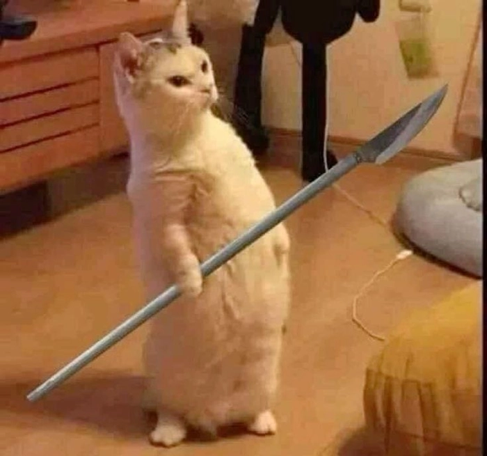 Meme mèo cầm dao phóng lợn đầy sát khí