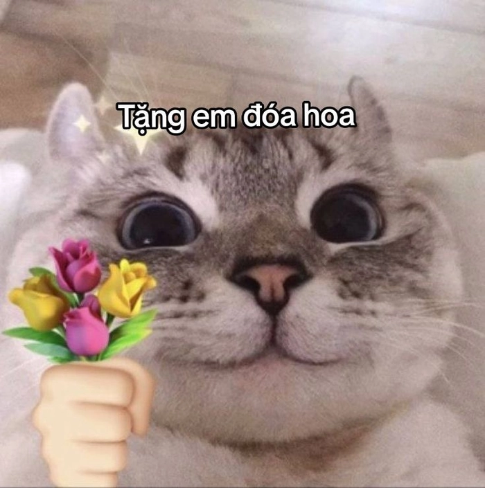 Meme mèo cầm hoa hồng trông hiền lành