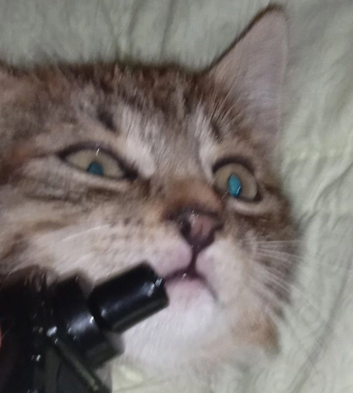 Meme mèo cầm súng ff hợp dân chơi meme