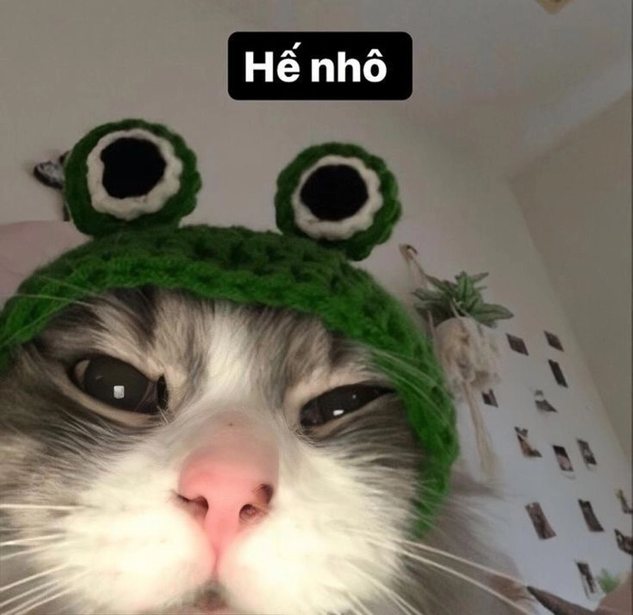 Meme mèo chào mang cảm giác thân quen