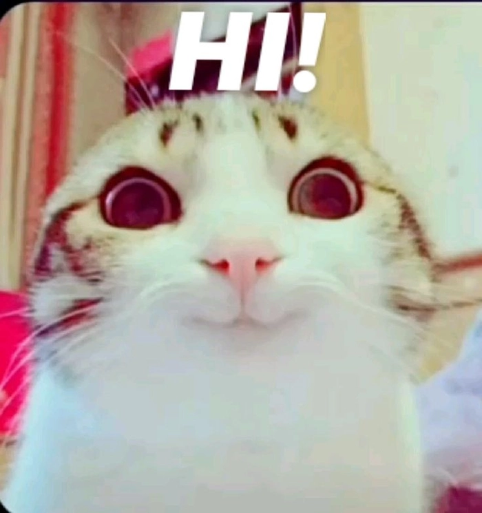Meme mèo chào mang vibe thân thiện