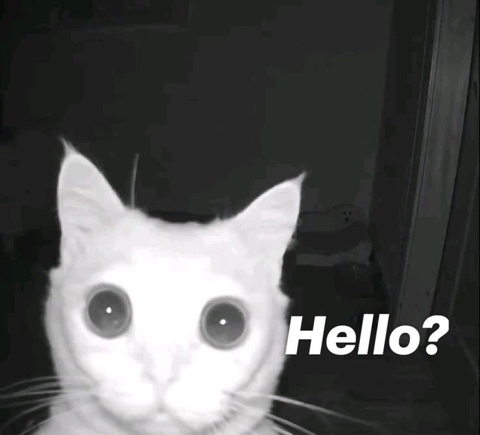 Meme mèo chào ngày mới nhẹ nhàng tích cực