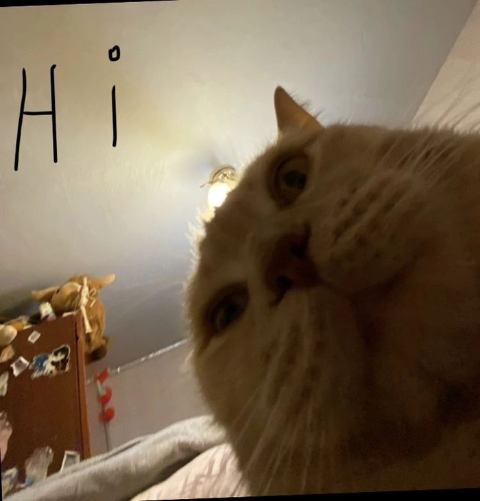 Meme mèo chào ngày mới nhìn là thấy vui