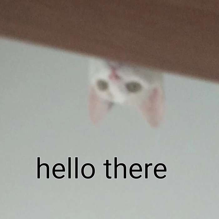 Meme mèo chào ngày mới nhìn rất dễ mến