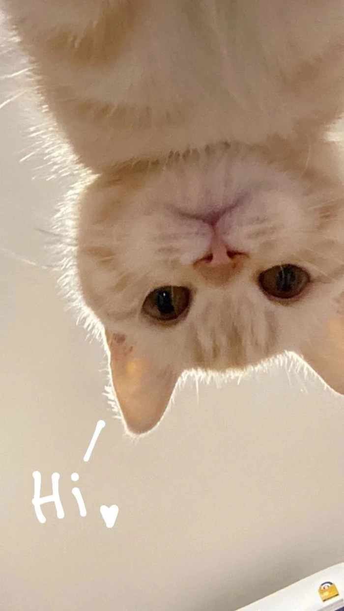 Meme mèo chào ngày mới theo cách hiền