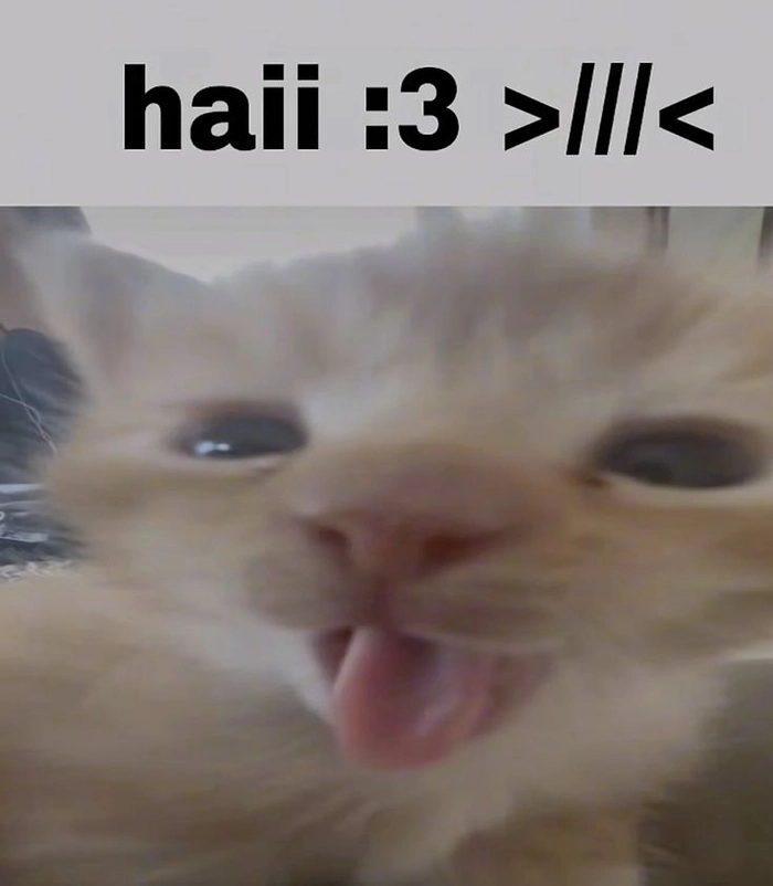 Meme mèo chào nhìn là muốn mỉm cười