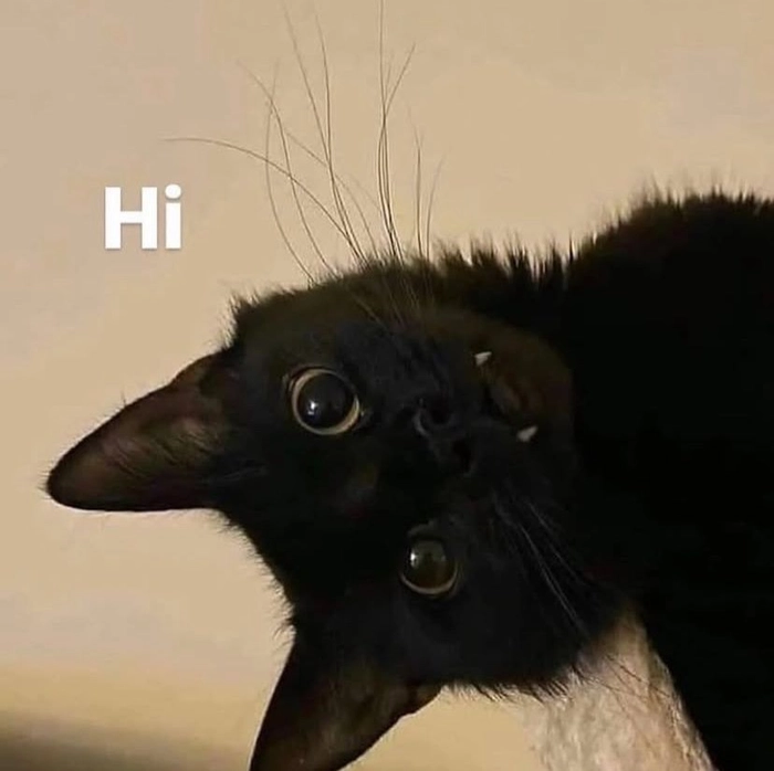 Meme mèo chào theo cách rất tự nhiên