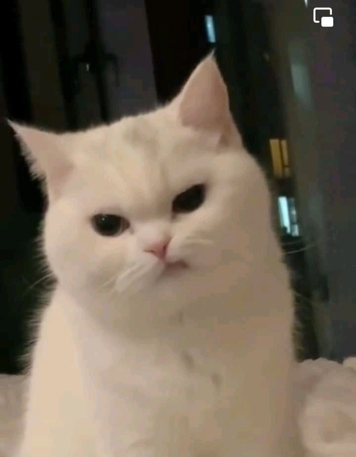 Meme mèo cười cute nhìn rất đáng yêu