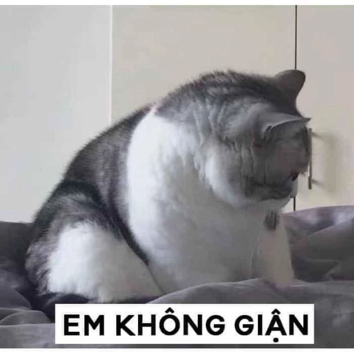 Meme mèo cute dỗi nhưng không gắt