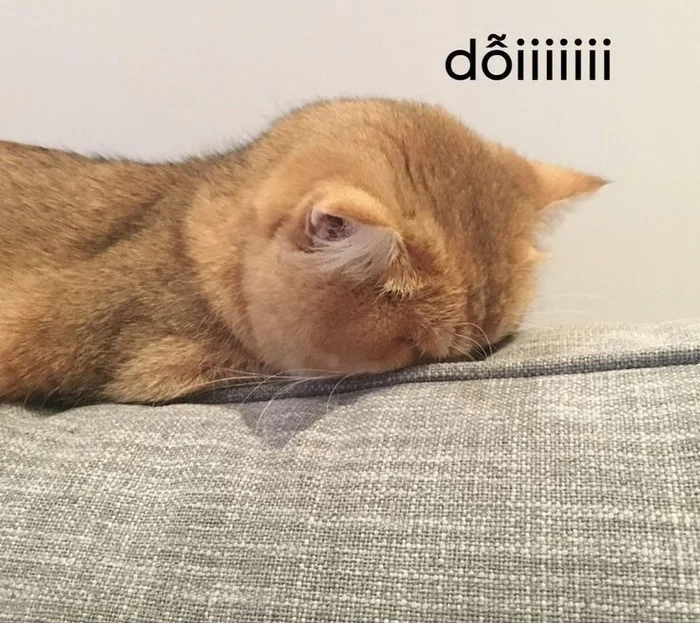 Meme mèo dễ thương cho ngày nhẹ nhàng