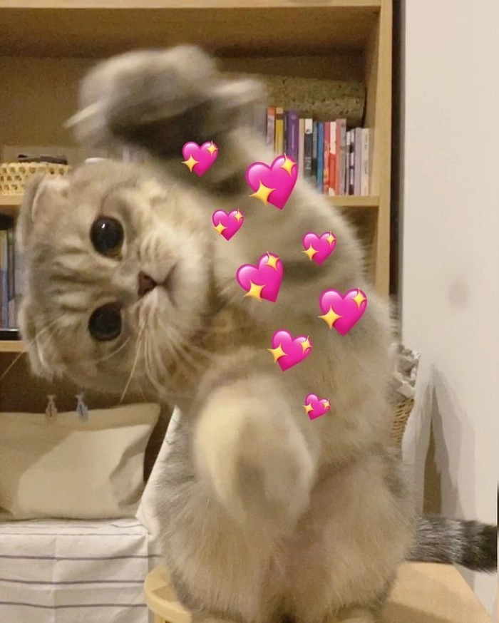 Meme mèo dễ thương nhưng rất tự nhiên