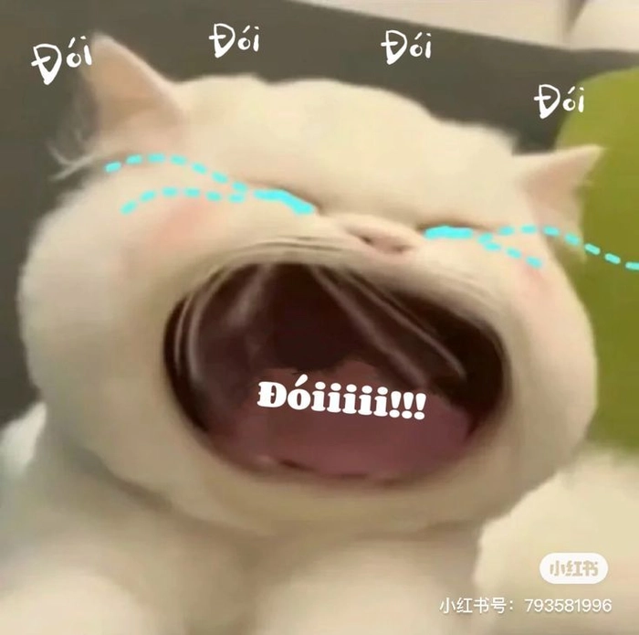 Meme mèo dỗi cute cho mood lặng