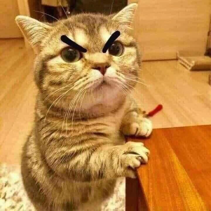 Meme mèo dỗi cute nhưng rất có thái độ