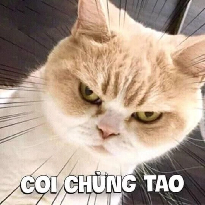 Meme mèo dỗi mang cảm giác xa xa
