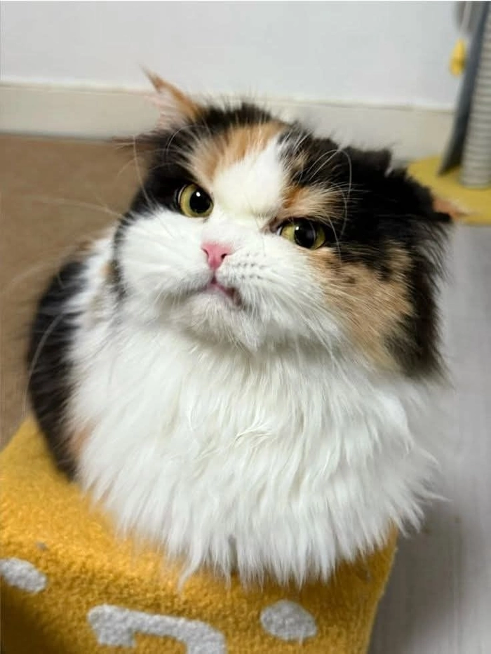 Meme mèo dỗi nhìn là thấy thái độ