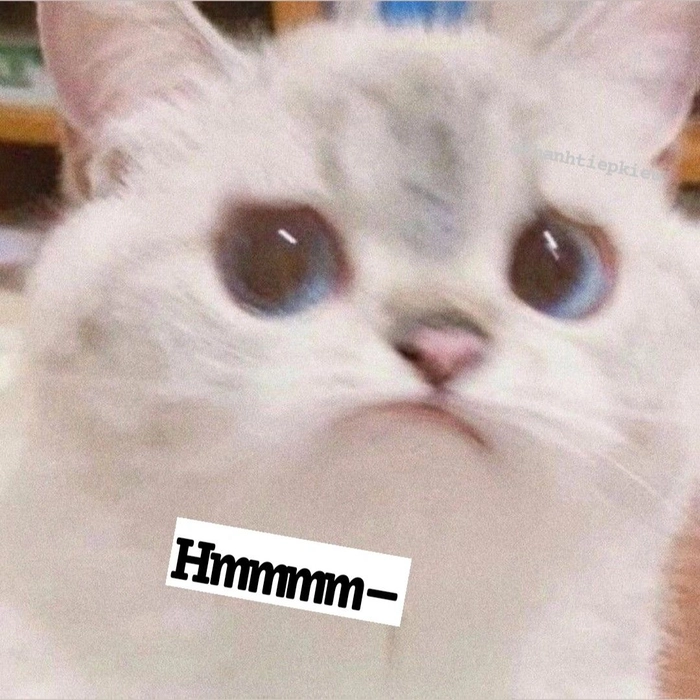Meme mèo giận dỗi cho lúc không muốn nói