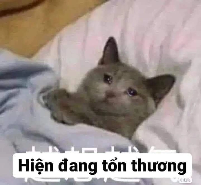 Meme mèo giận dữ nhưng vẫn có nét duyên