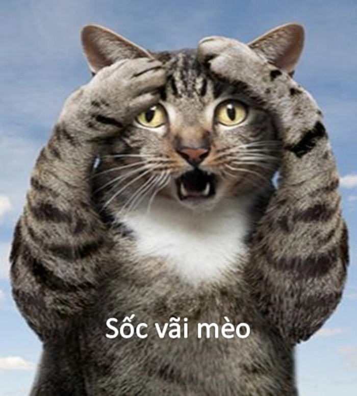 Meme mèo há mồm biểu cảm bất ngờ