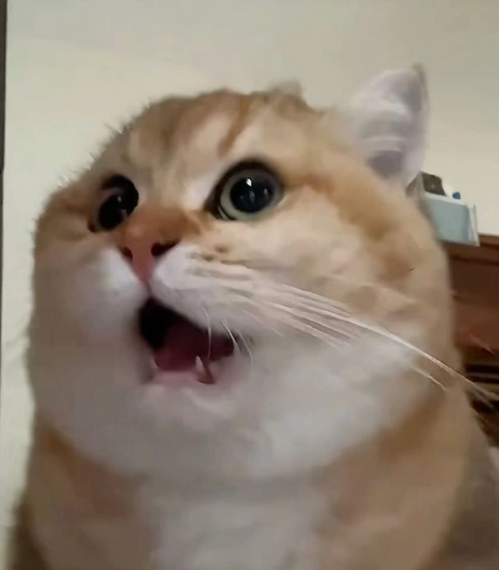 Meme mèo há mồm ngạc nhiên