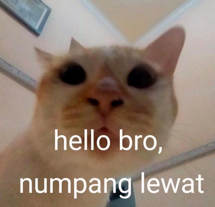 Meme mèo hello cho cuộc trò chuyện mới
